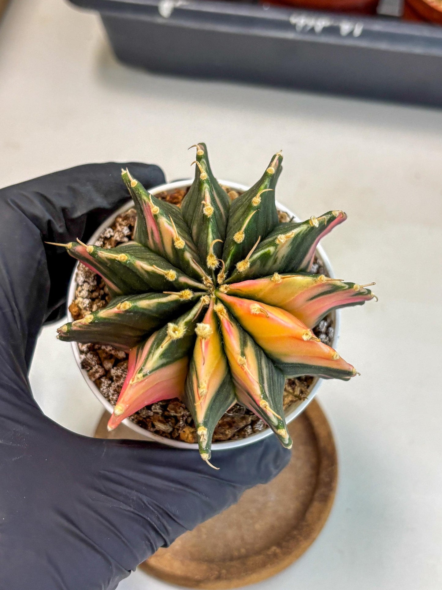 Gymnocalycium Lb Hybrid (gy2) (b5) | Mature Cactus