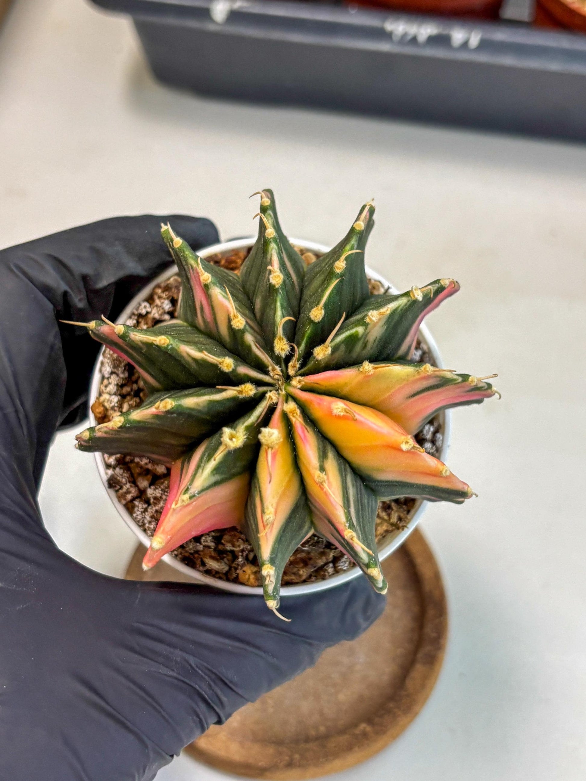 Gymnocalycium Lb Hybrid (gy2) (b5) | Mature Cactus