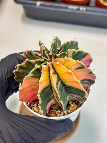 Gymnocalycium Lb Hybrid (gy2) (b5) | Mature Cactus