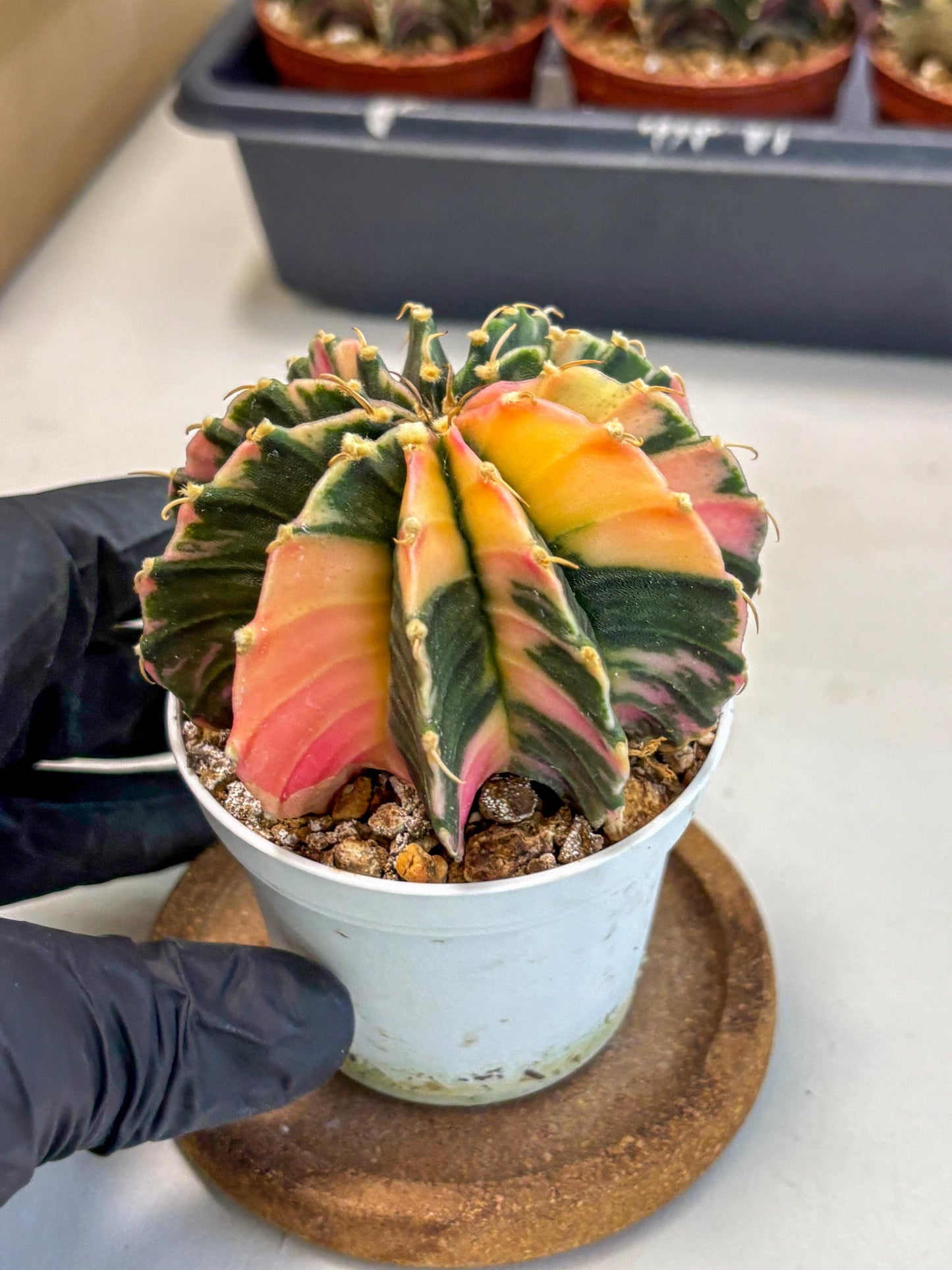 Gymnocalycium Lb Hybrid (gy2) (b5) | Mature Cactus