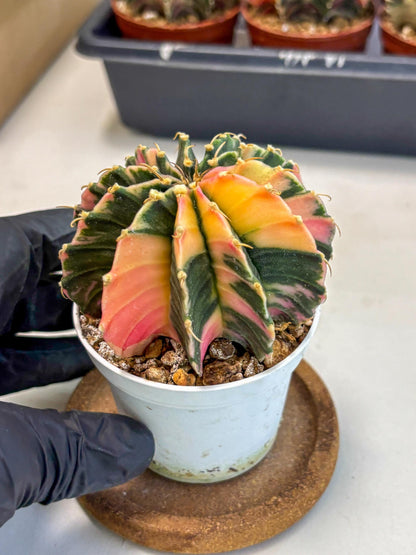 Gymnocalycium Lb Hybrid (gy2) (b5) | Mature Cactus