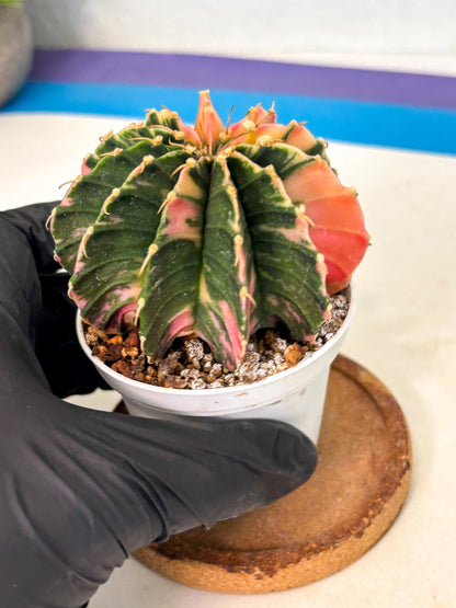 Gymnocalycium Lb Hybrid (gy2) (b5) | Mature Cactus