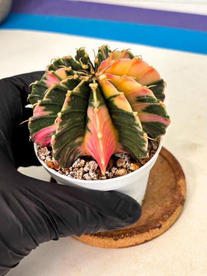 Gymnocalycium Lb Hybrid (gy2) (b5) | Mature Cactus