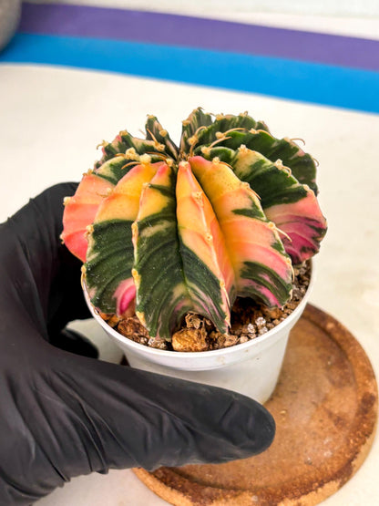 Gymnocalycium Lb Hybrid (gy2) (b5) | Mature Cactus