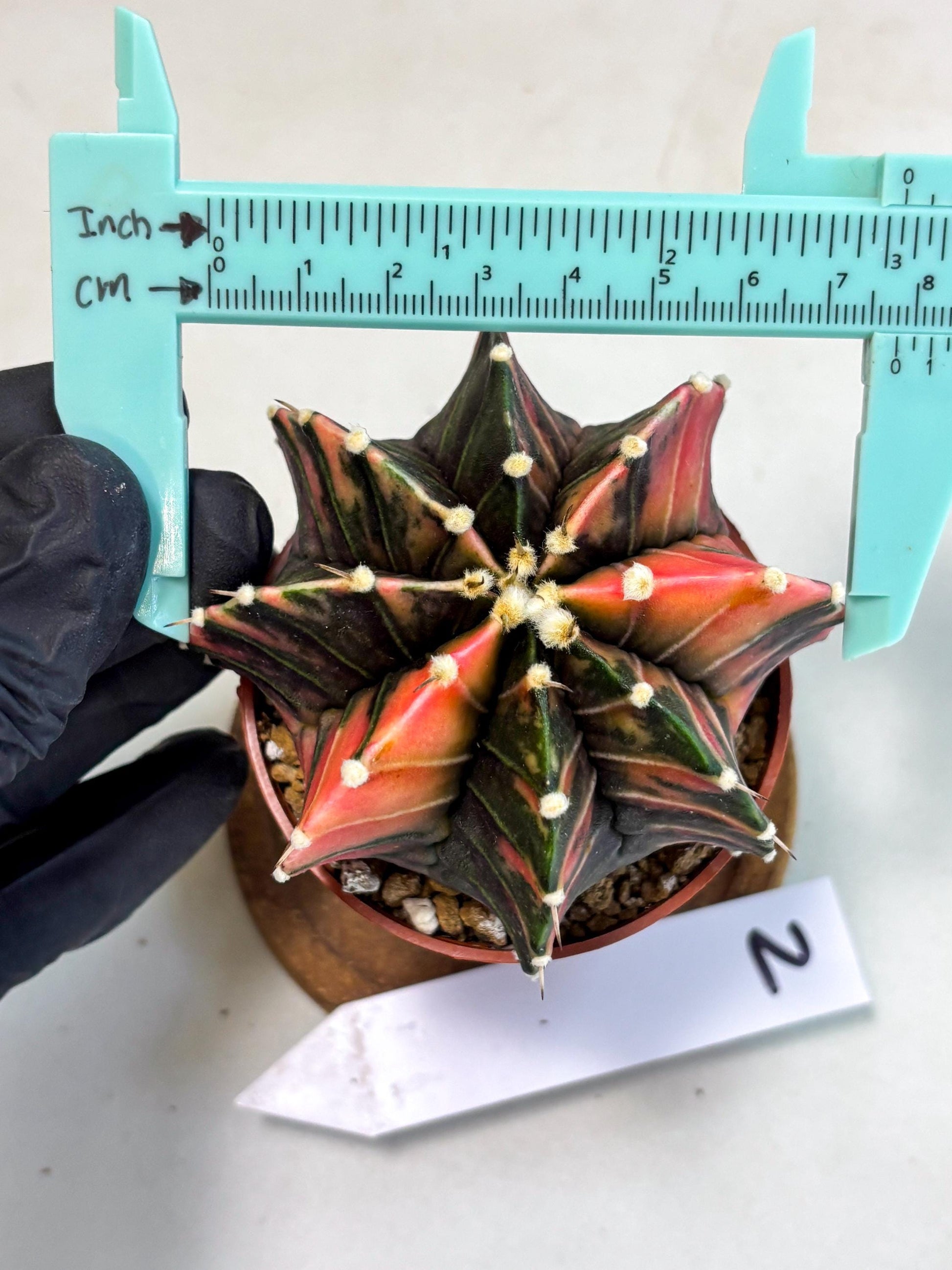 Gymnocalycium Lb Hybrid (gy2) (r2) | Mature Cactus