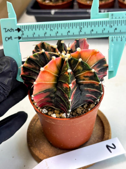 Gymnocalycium Lb Hybrid (gy2) (r2) | Mature Cactus
