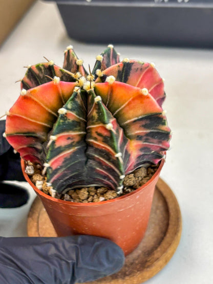 Gymnocalycium Lb Hybrid (gy2) (r2) | Mature Cactus