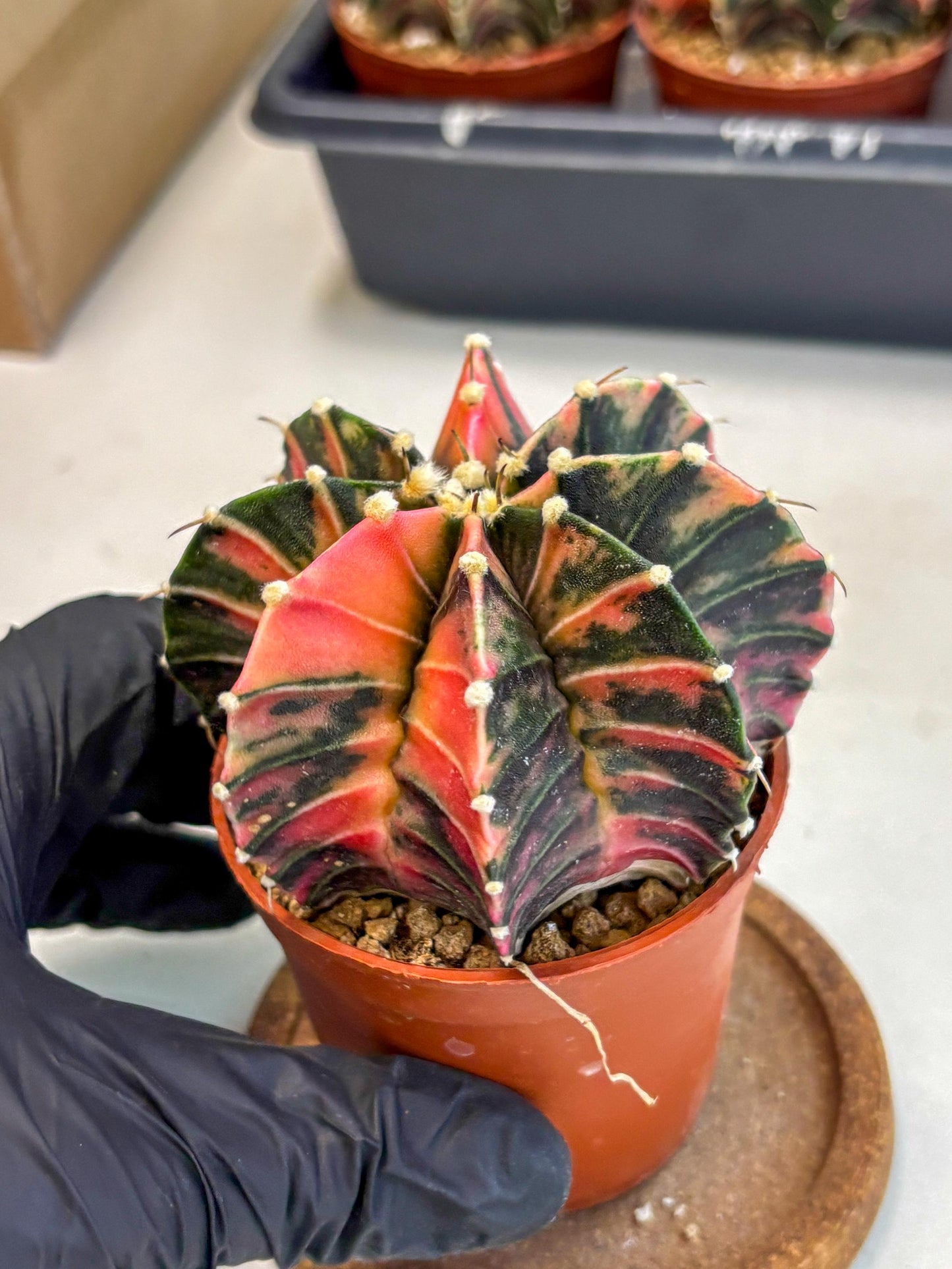 Gymnocalycium Lb Hybrid (gy2) (r2) | Mature Cactus