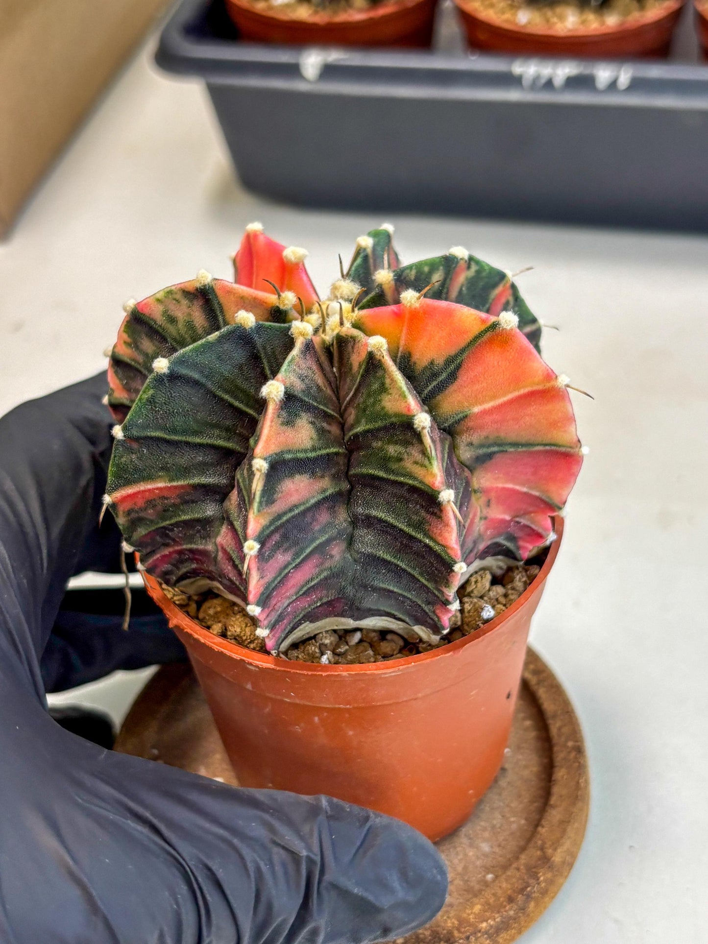 Gymnocalycium Lb Hybrid (gy2) (r2) | Mature Cactus