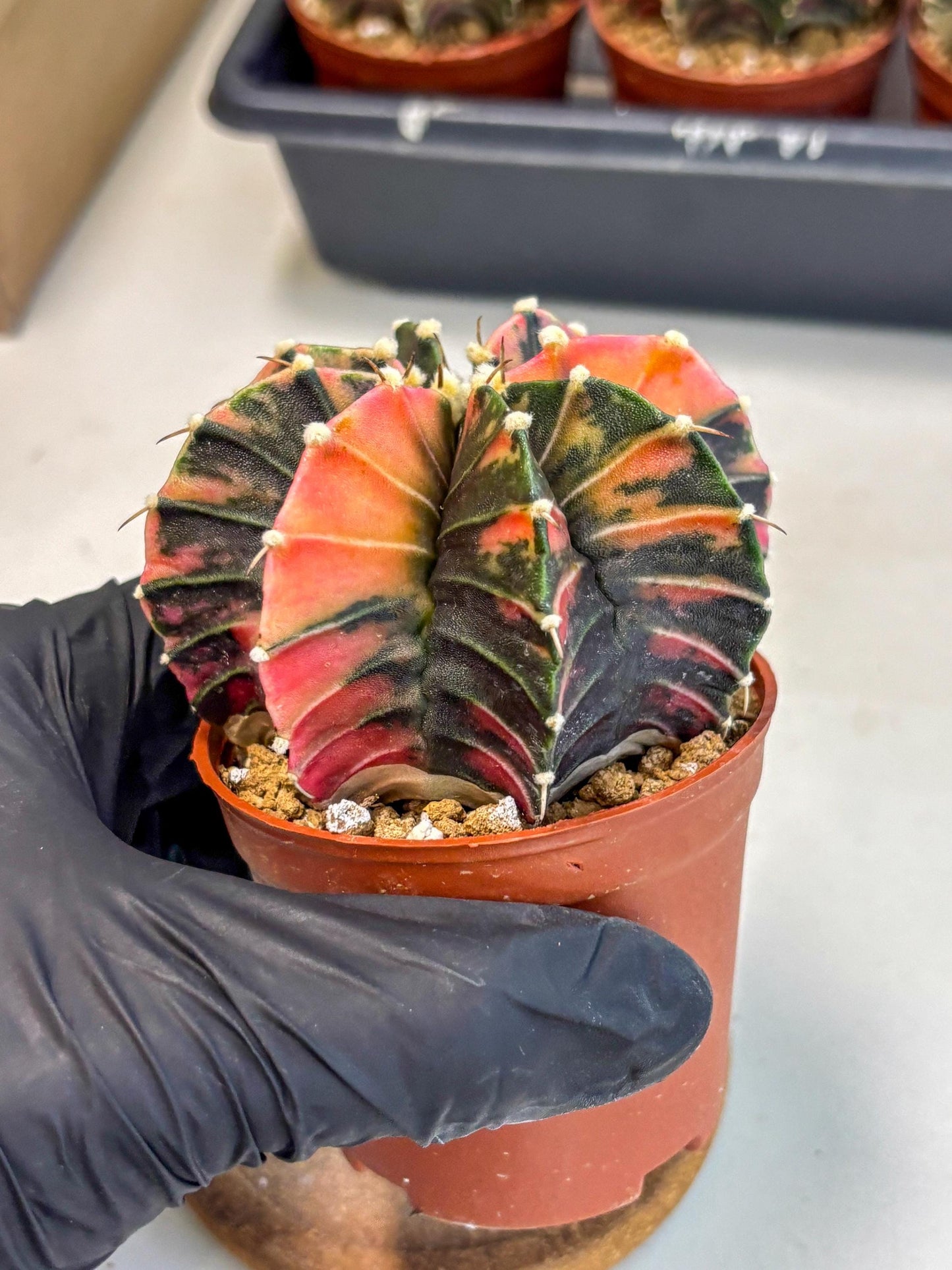 Gymnocalycium Lb Hybrid (gy2) (r2) | Mature Cactus