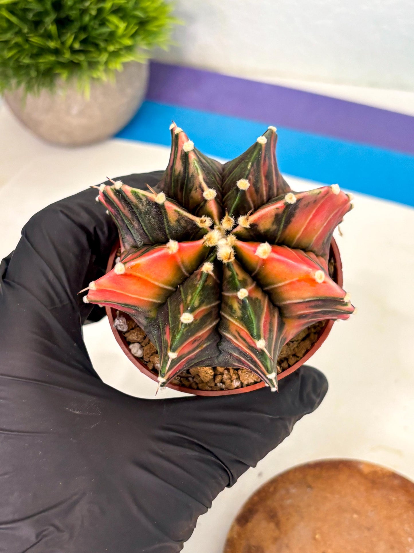Gymnocalycium Lb Hybrid (gy2) (r2) | Mature Cactus