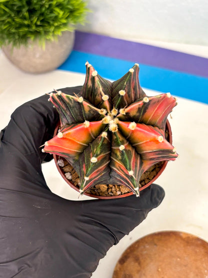 Gymnocalycium Lb Hybrid (gy2) (r2) | Mature Cactus