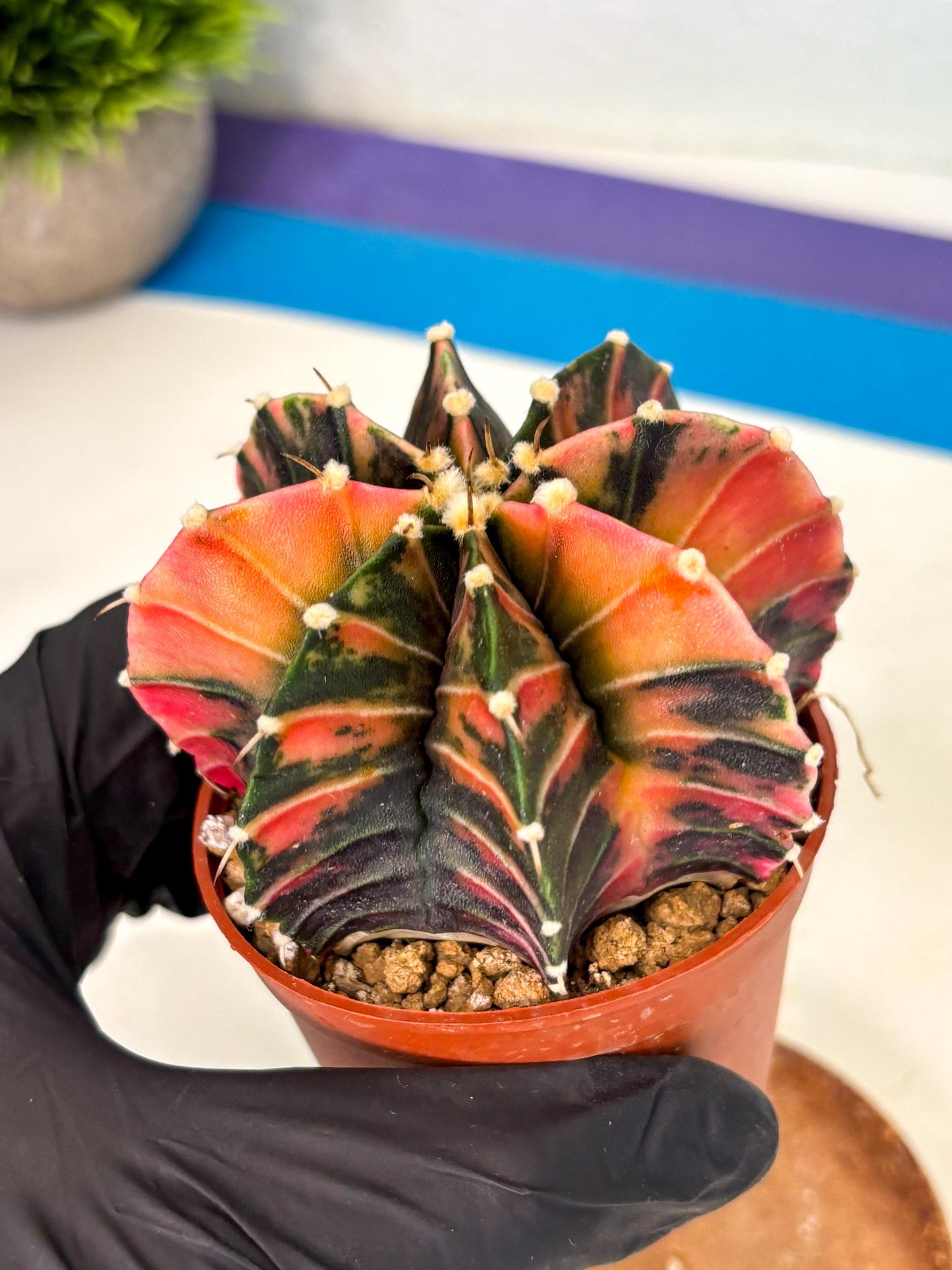 Gymnocalycium Lb Hybrid (gy2) (r2) | Mature Cactus