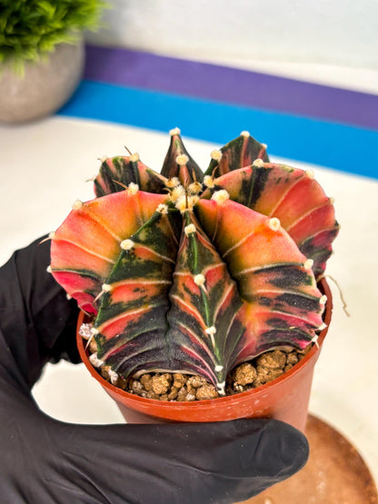 Gymnocalycium Lb Hybrid (gy2) (r2) | Mature Cactus