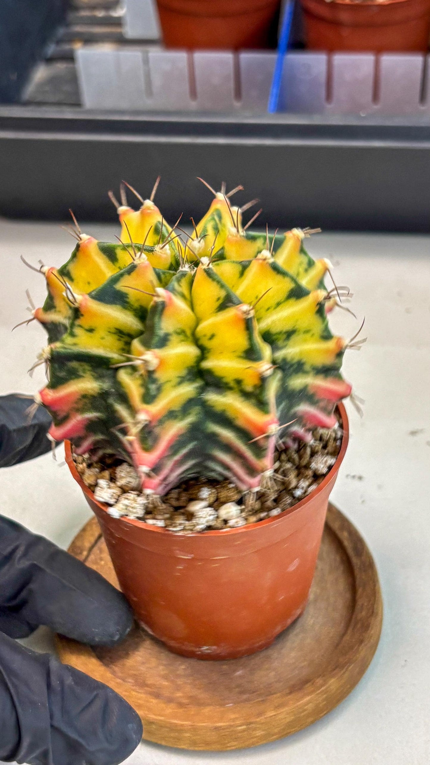 Gymnocalycium Mihanovichii (gy10) (g2) | Mature Cactus