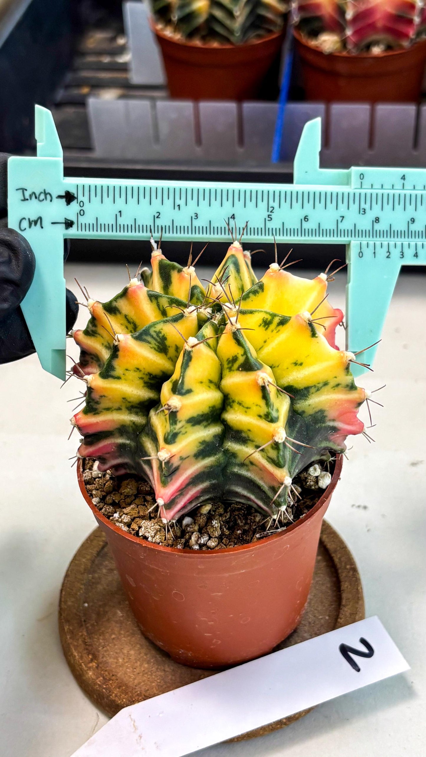 Gymnocalycium Mihanovichii (gy10) (g2) | Mature Cactus
