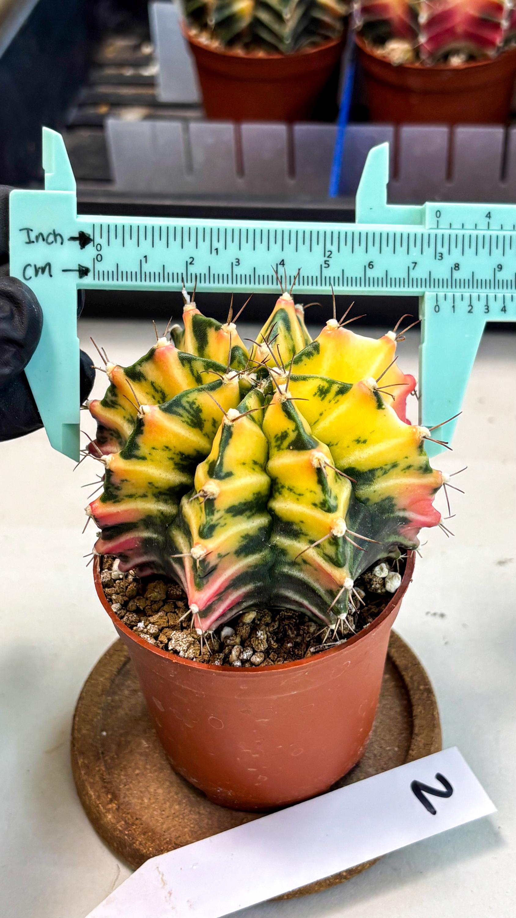 Gymnocalycium Mihanovichii (gy10) (g2) | Mature Cactus