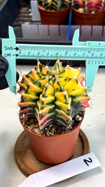 Gymnocalycium Mihanovichii (gy10) (g2) | Mature Cactus
