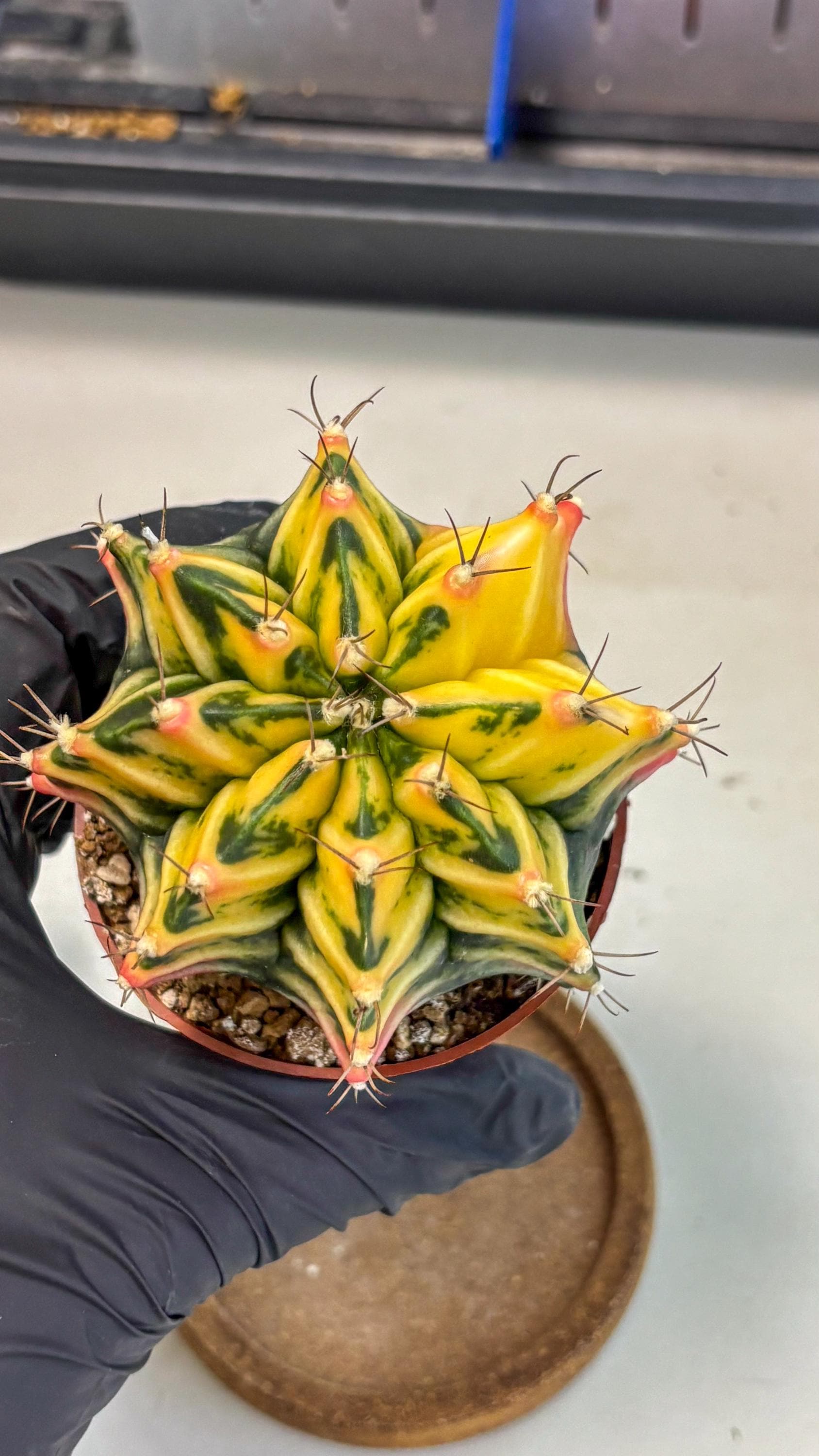 Gymnocalycium Mihanovichii (gy10) (g2) | Mature Cactus