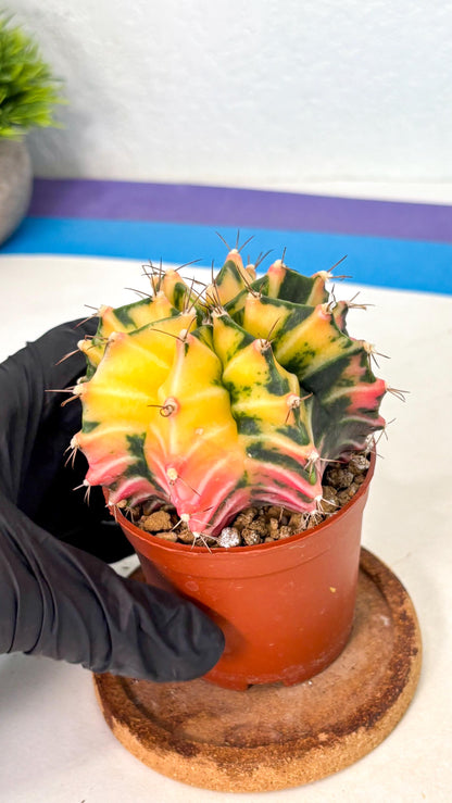 Gymnocalycium Mihanovichii (gy10) (g2) | Mature Cactus