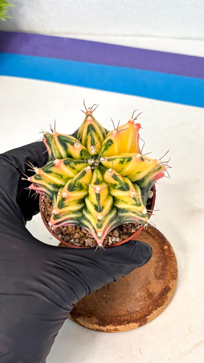 Gymnocalycium Mihanovichii (gy10) (g2) | Mature Cactus
