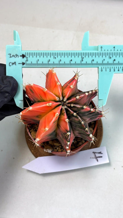 Gymnocalycium Mihanovichii (gy10) (g4) | Mature Cactus