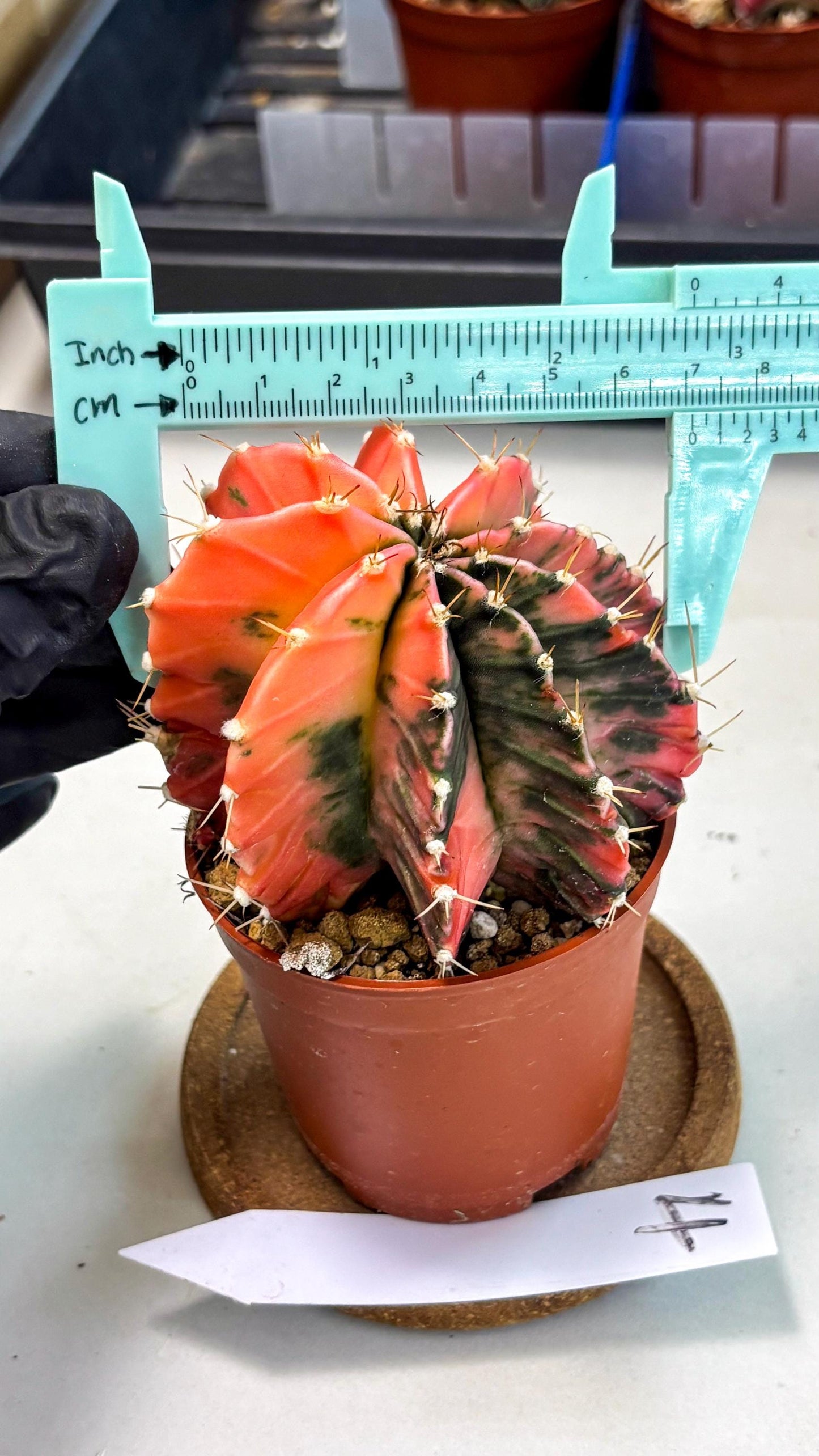 Gymnocalycium Mihanovichii (gy10) (g4) | Mature Cactus
