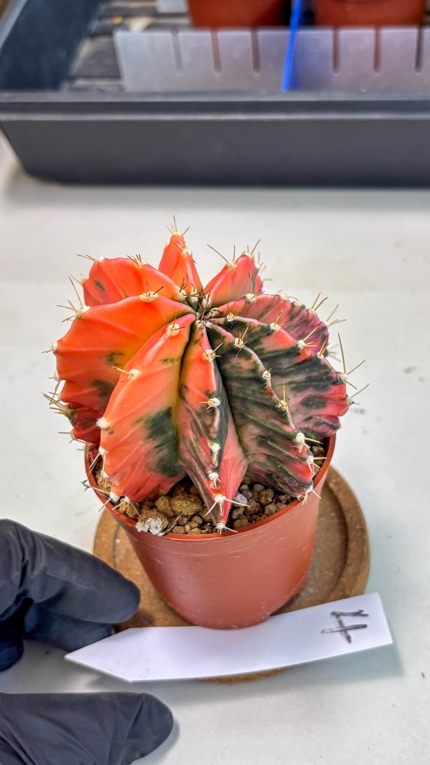 Gymnocalycium Mihanovichii (gy10) (g4) | Mature Cactus