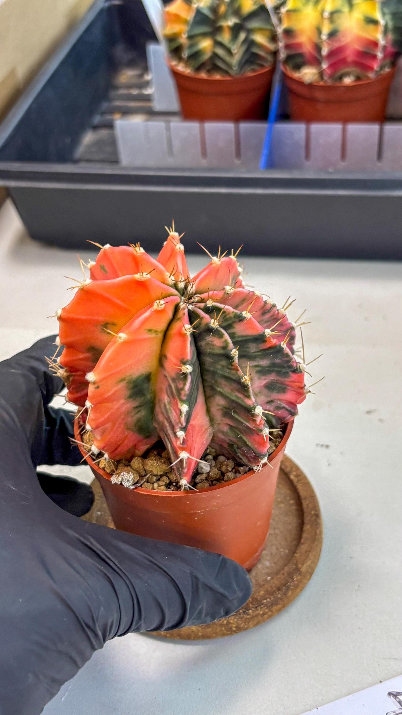 Gymnocalycium Mihanovichii (gy10) (g4) | Mature Cactus