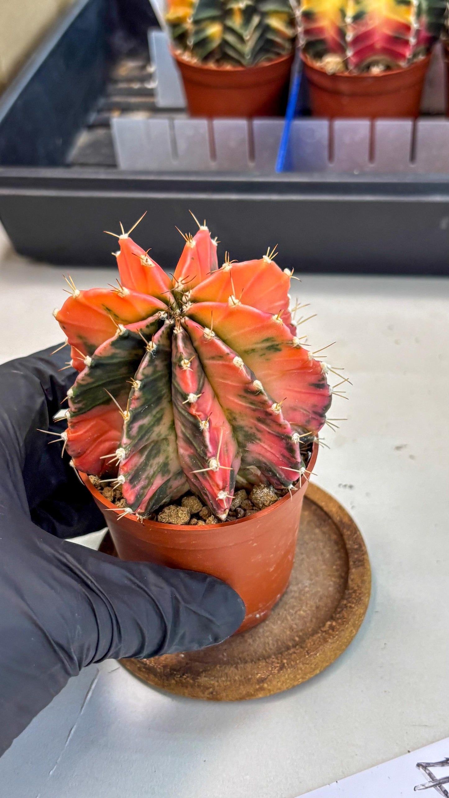 Gymnocalycium Mihanovichii (gy10) (g4) | Mature Cactus