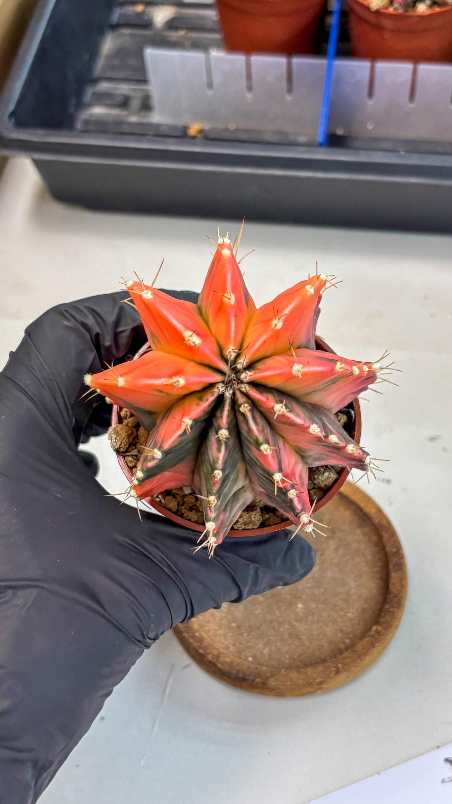 Gymnocalycium Mihanovichii (gy10) (g4) | Mature Cactus