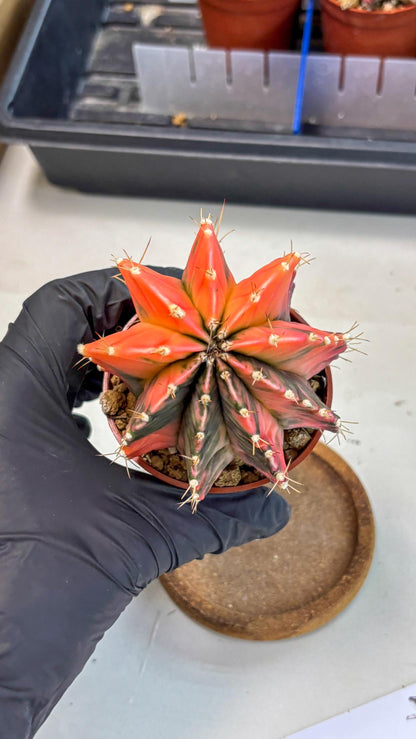 Gymnocalycium Mihanovichii (gy10) (g4) | Mature Cactus