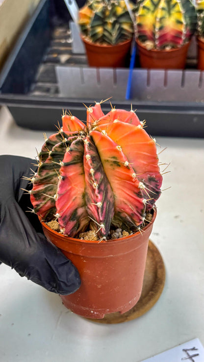 Gymnocalycium Mihanovichii (gy10) (g4) | Mature Cactus