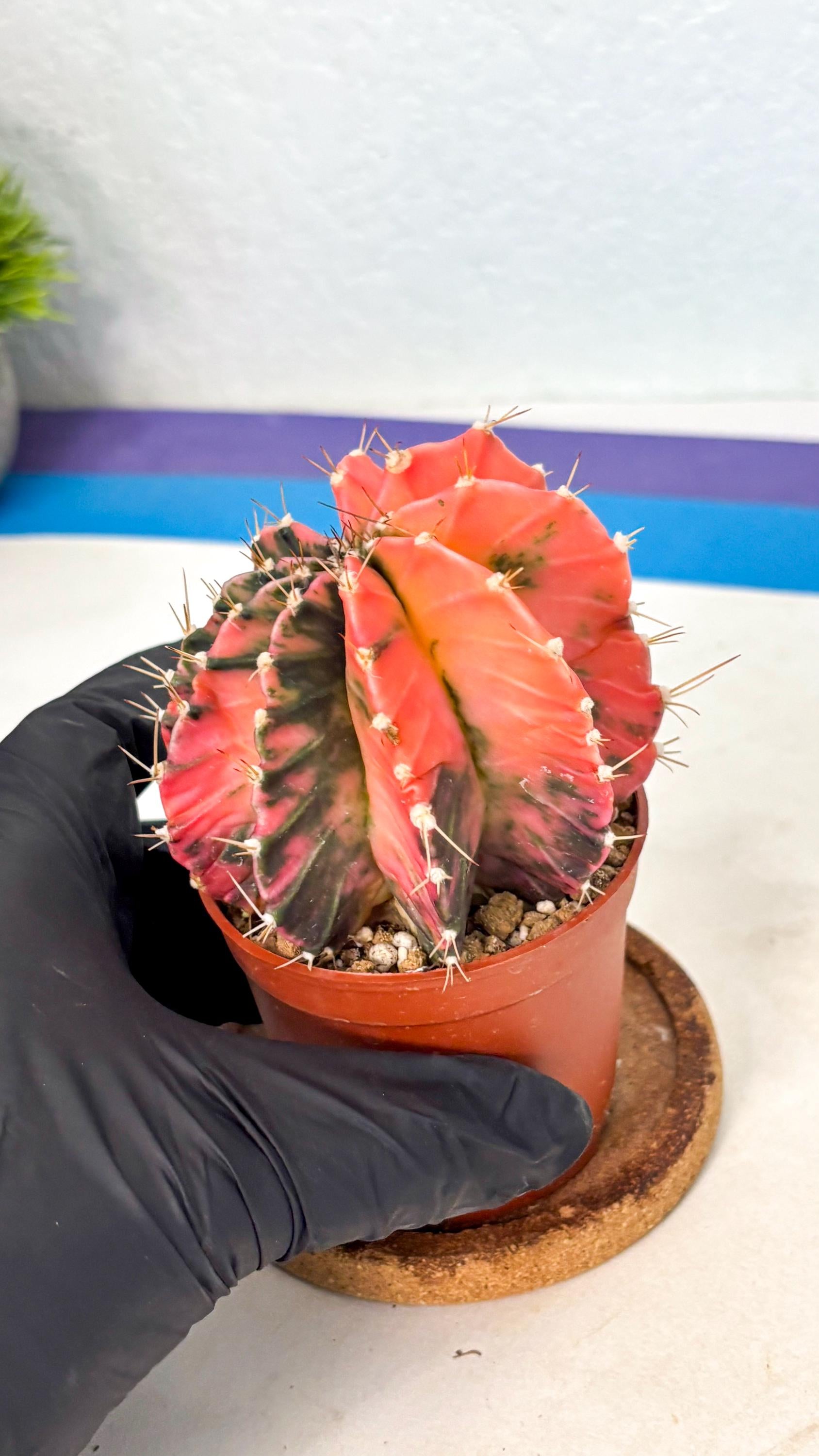 Gymnocalycium Mihanovichii (gy10) (g4) | Mature Cactus