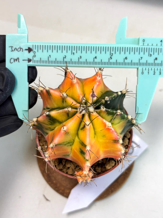 Gymnocalycium Mihanovichii (gy10) (g5) | Mature Cactus