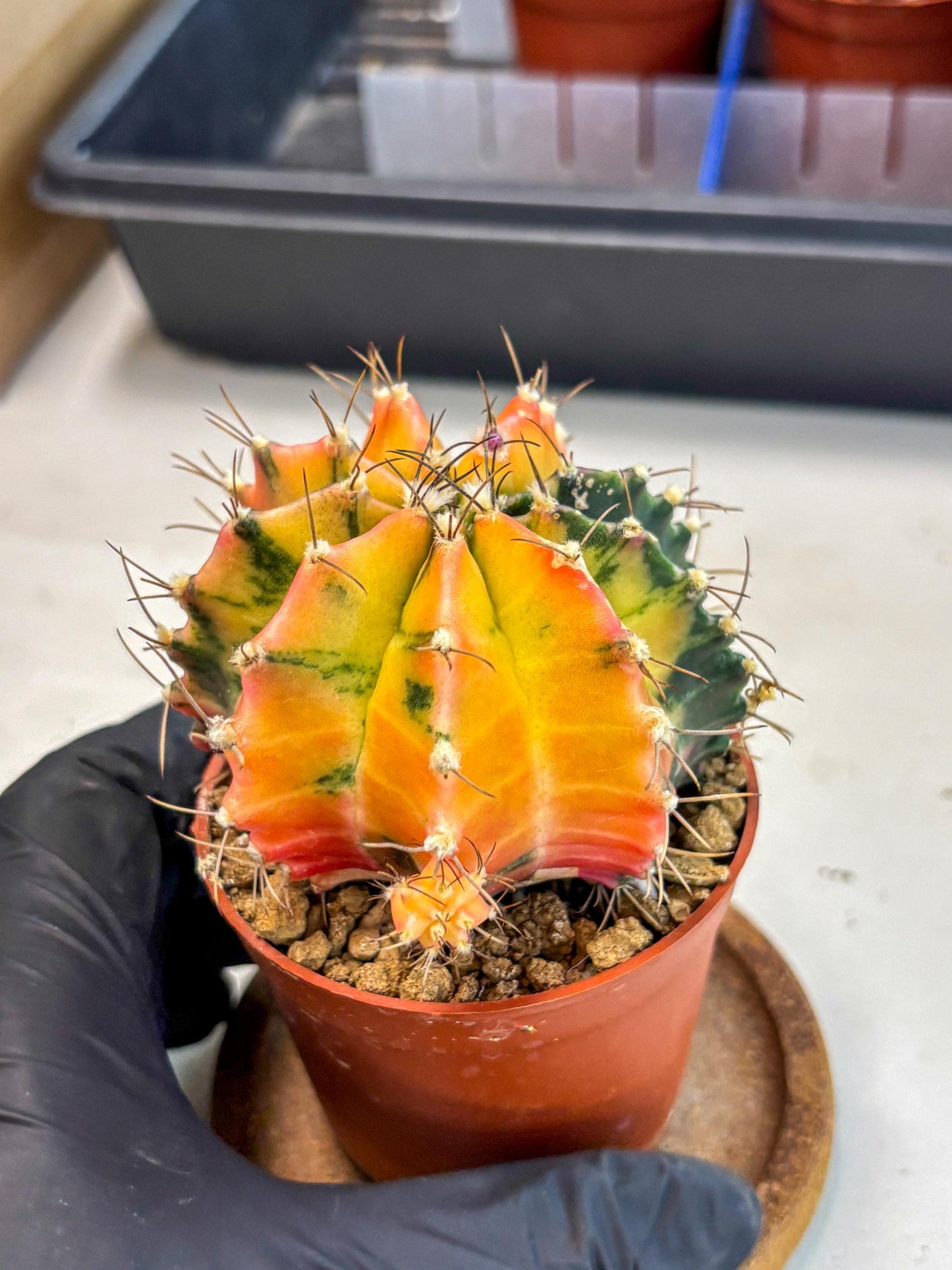Gymnocalycium Mihanovichii (gy10) (g5) | Mature Cactus