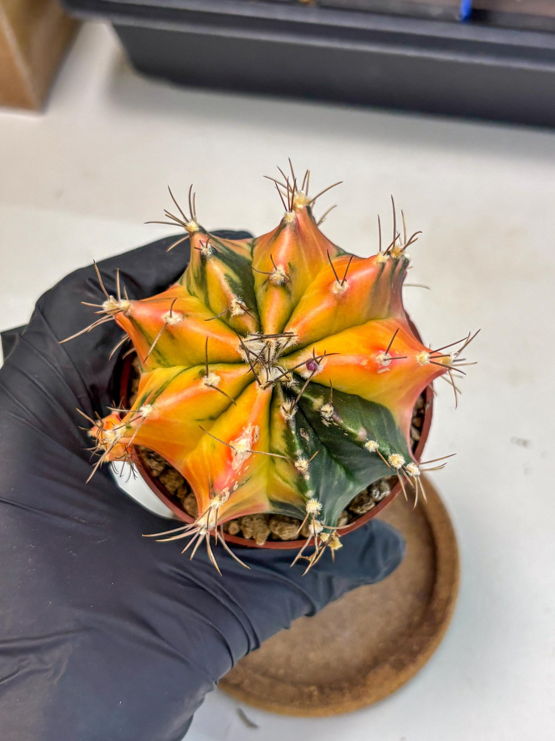 Gymnocalycium Mihanovichii (gy10) (g5) | Mature Cactus