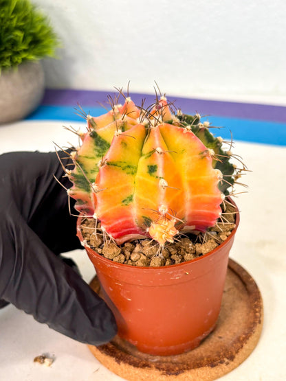 Gymnocalycium Mihanovichii (gy10) (g5) | Mature Cactus