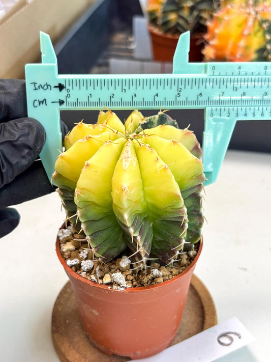 Gymnocalycium Mihanovichii (gy10) (g6) | Mature Cactus