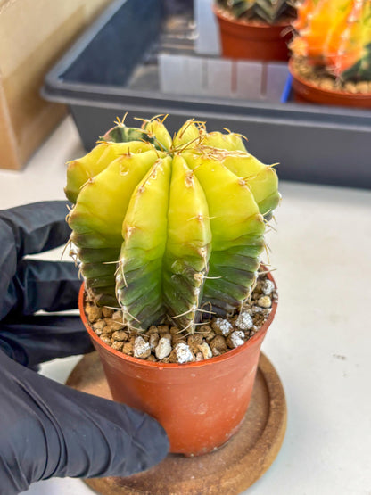 Gymnocalycium Mihanovichii (gy10) (g6) | Mature Cactus