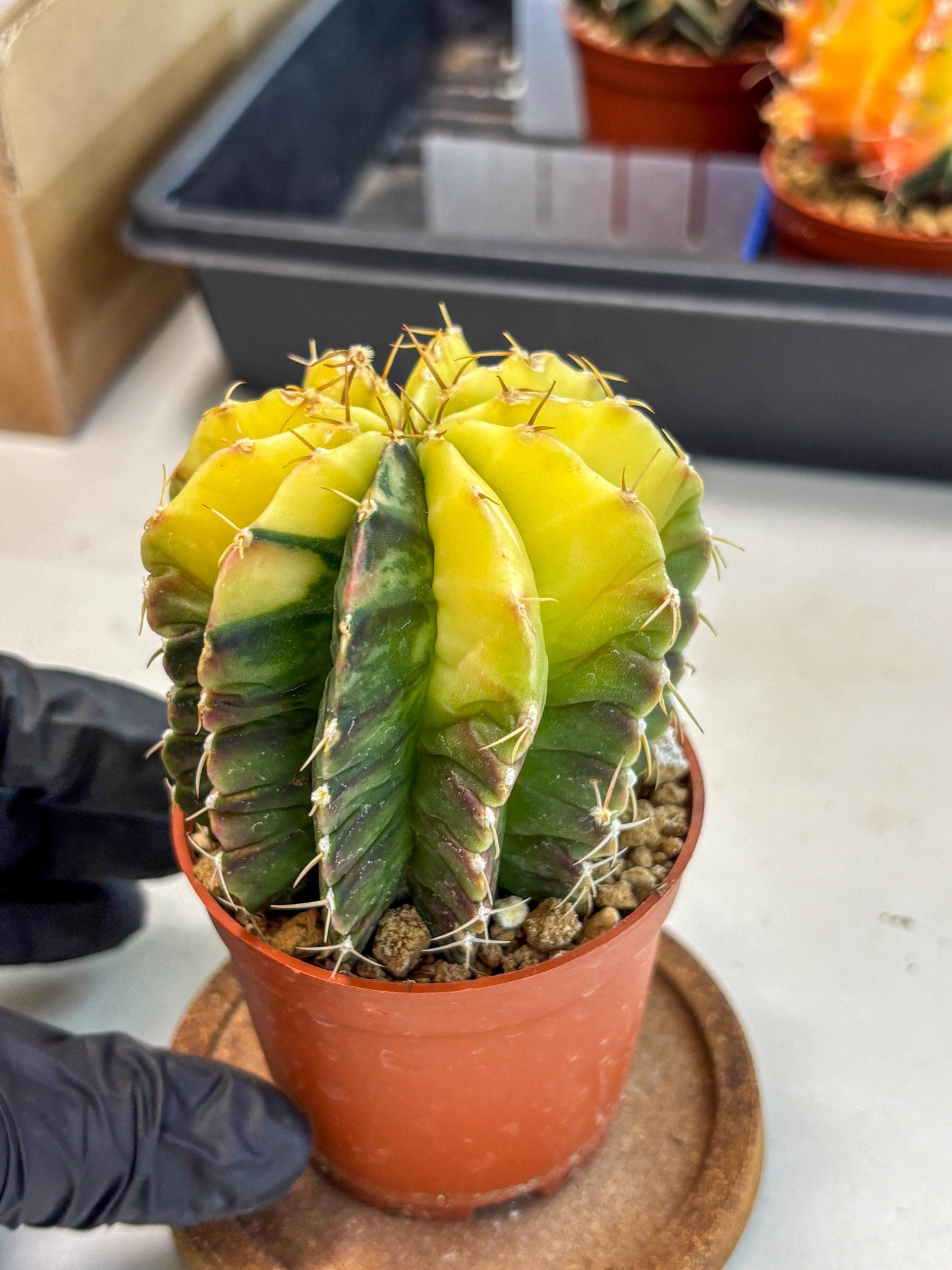 Gymnocalycium Mihanovichii (gy10) (g6) | Mature Cactus