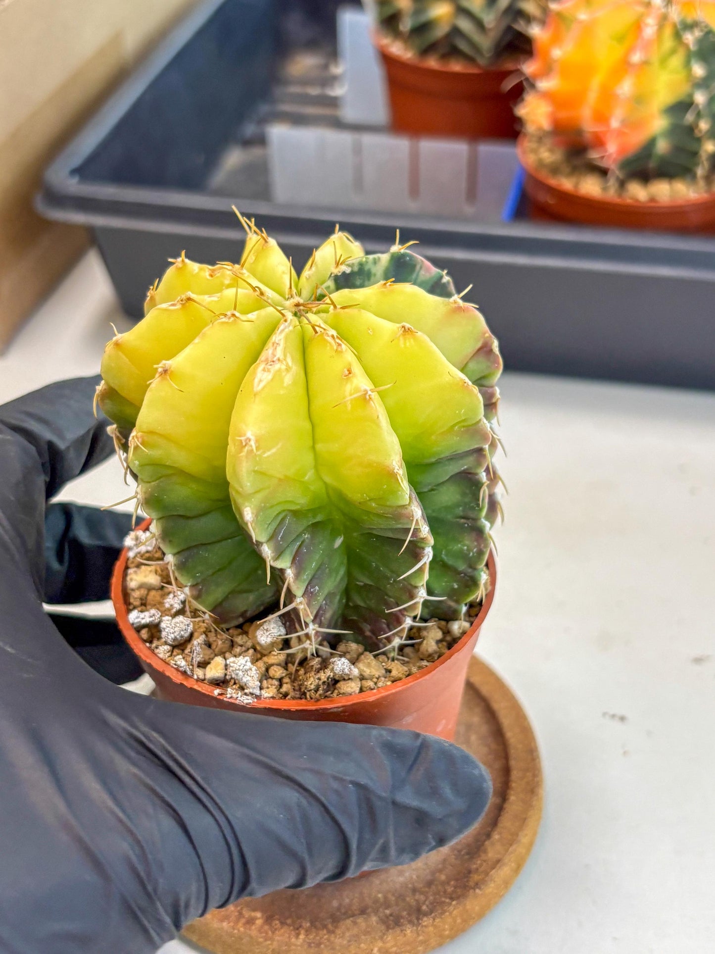 Gymnocalycium Mihanovichii (gy10) (g6) | Mature Cactus