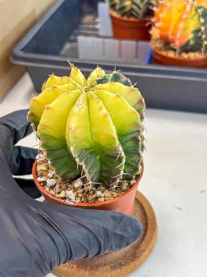 Gymnocalycium Mihanovichii (gy10) (g6) | Mature Cactus