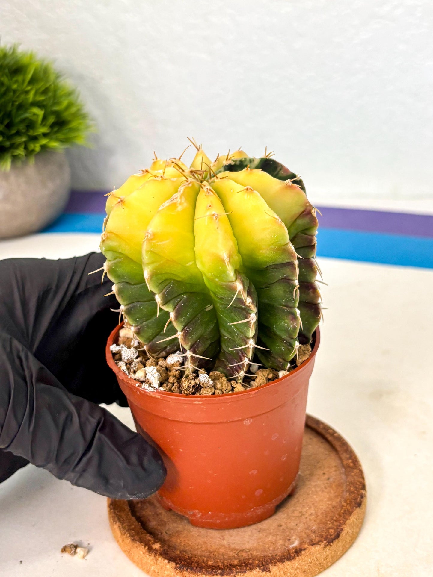Gymnocalycium Mihanovichii (gy10) (g6) | Mature Cactus