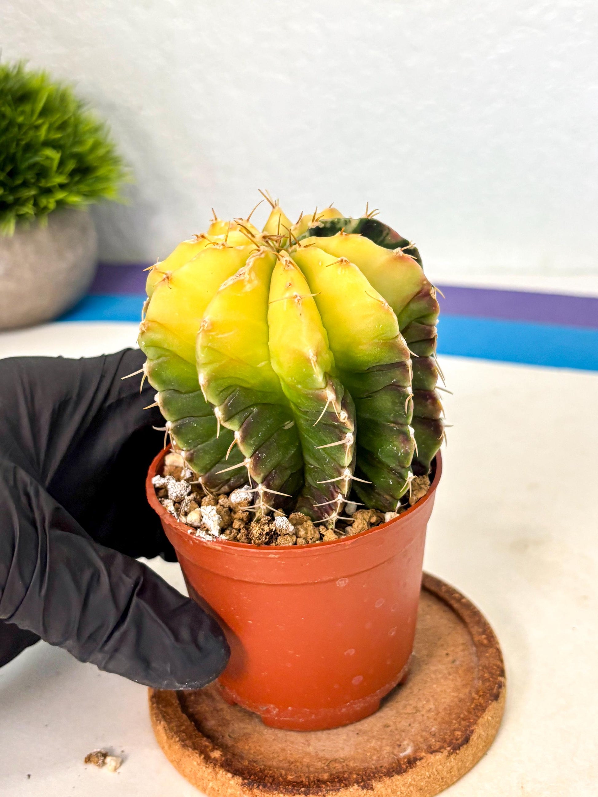 Gymnocalycium Mihanovichii (gy10) (g6) | Mature Cactus