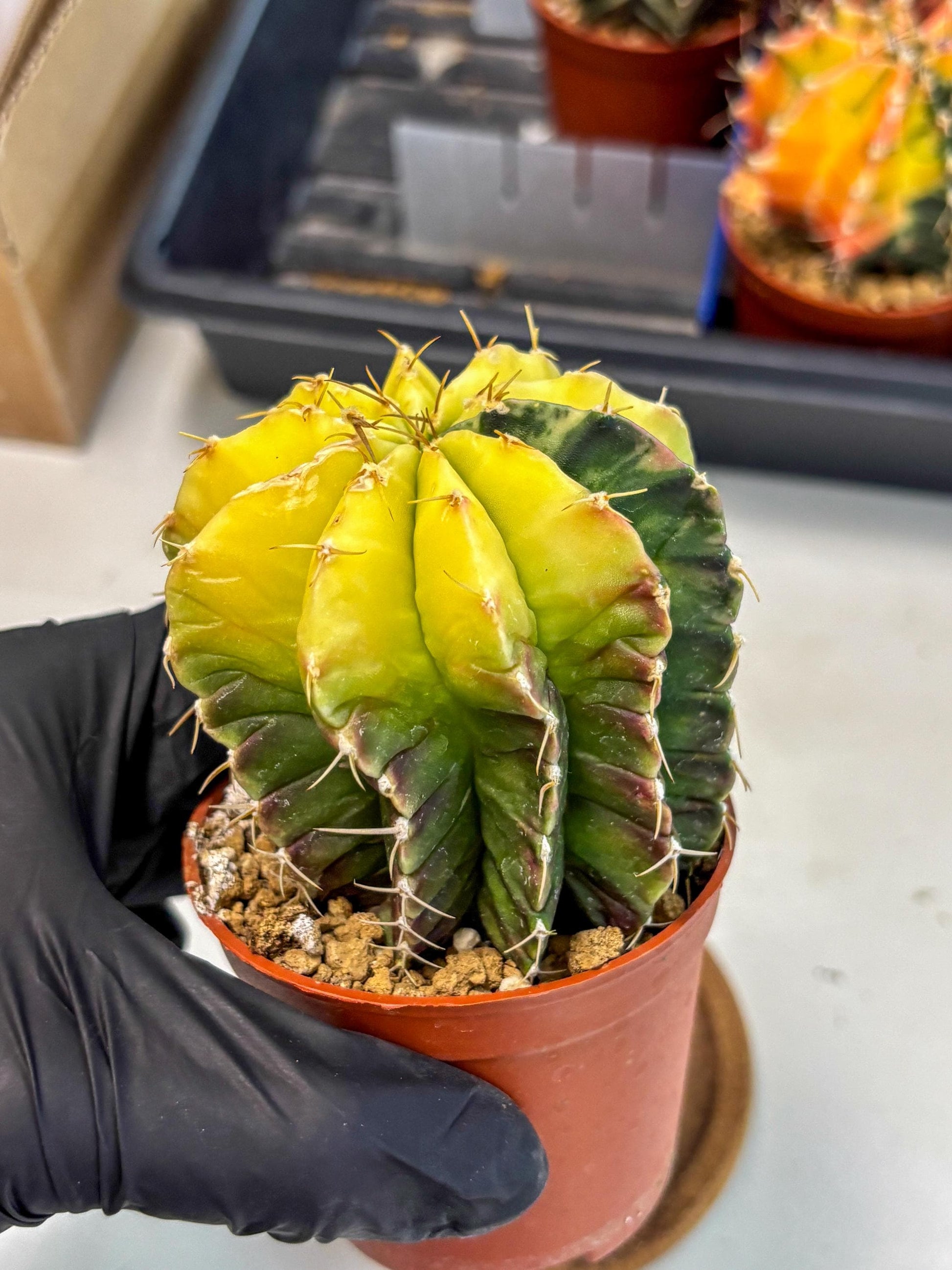 Gymnocalycium Mihanovichii (gy10) (g6) | Mature Cactus