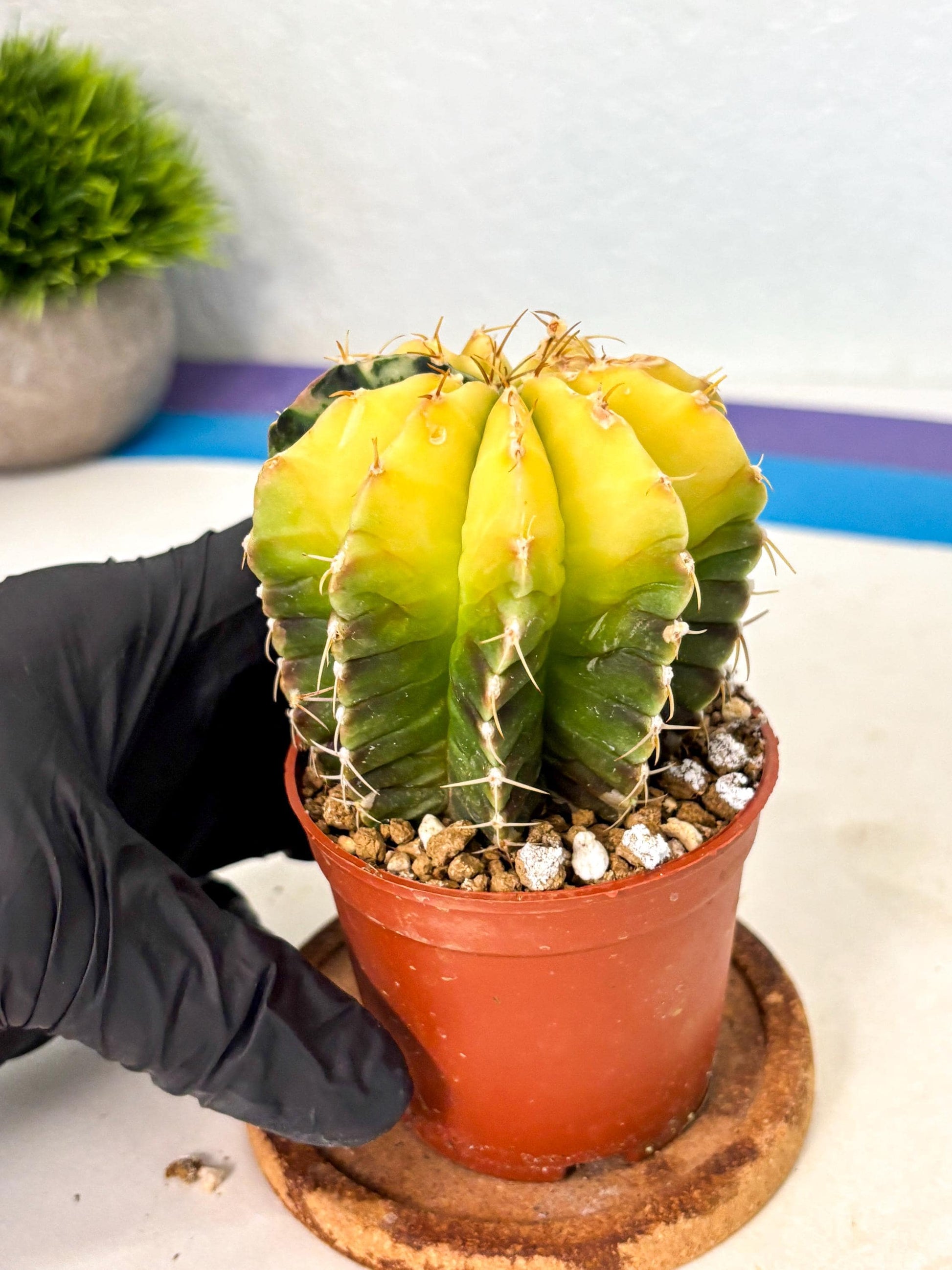 Gymnocalycium Mihanovichii (gy10) (g6) | Mature Cactus