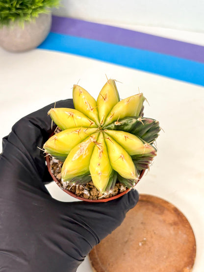 Gymnocalycium Mihanovichii (gy10) (g6) | Mature Cactus