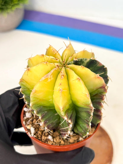 Gymnocalycium Mihanovichii (gy10) (g6) | Mature Cactus