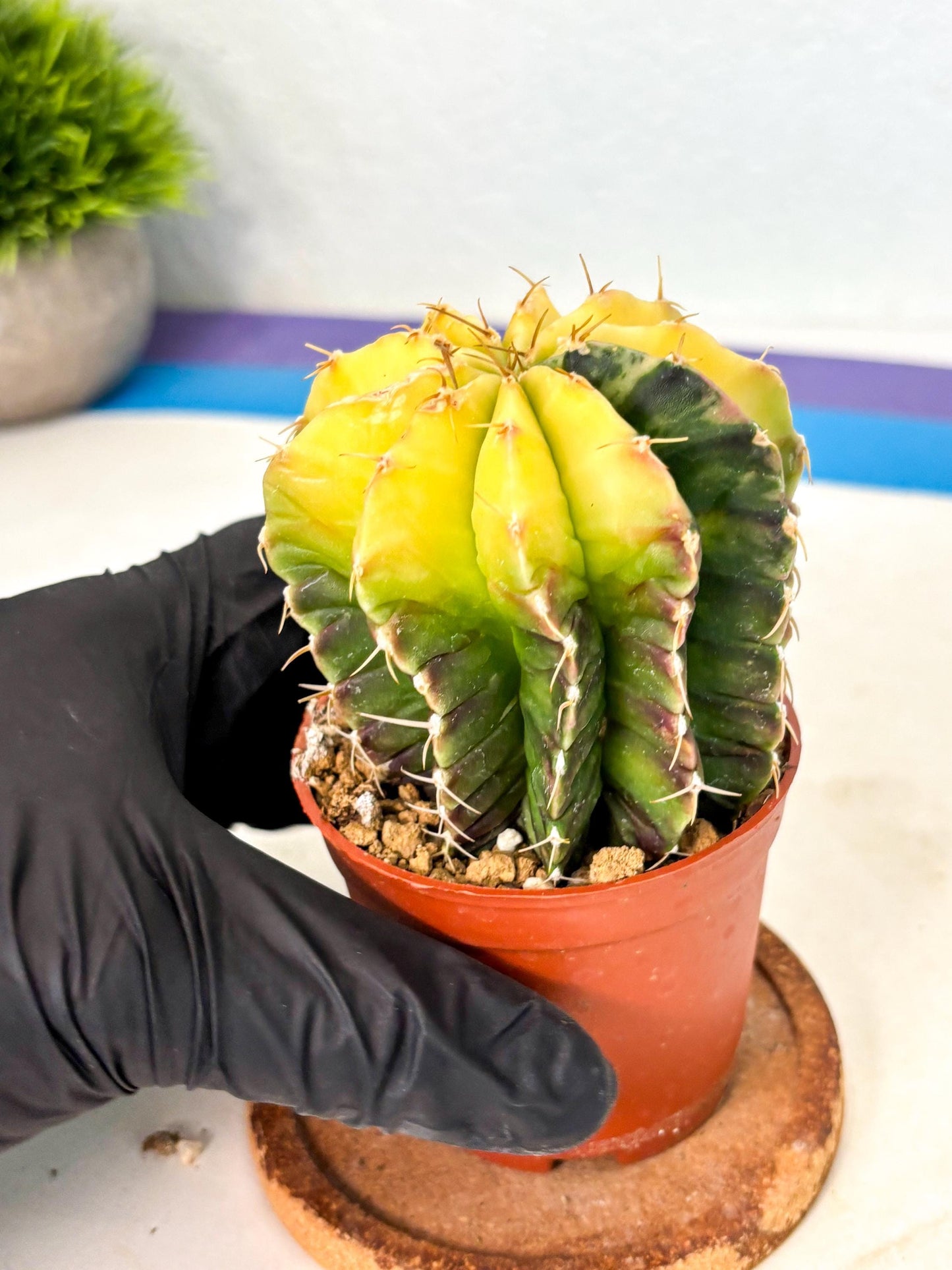 Gymnocalycium Mihanovichii (gy10) (g6) | Mature Cactus